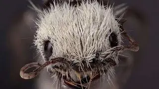 What ants are real? EP2〡The Ants: Underground Kingdom