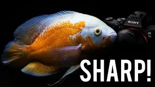 You Need to Learn How to Take Photos of Your Fish - Professional Fish Photographer
