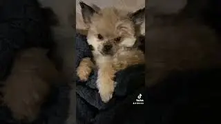 If there is a dog in the house