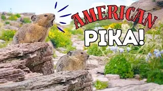 Critter Minute: American Pika