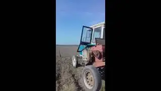 Посадка черного тмина