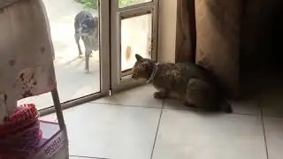 СМЕШНЫЕ КОТЫ И КОШКИ 2017 ПРИКОЛЫ С КОТАМИ И КОШКАМИ