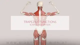 Trapezius Muscle Functions: Scapula Elevation (3D Animation)
