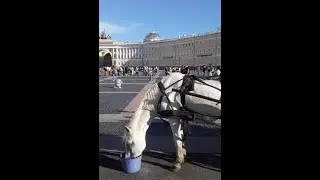 Прогулка по Дворцовой площади летним днем👍  Плюс музей Фаберже (царская посуда) 🙌🙌🙌