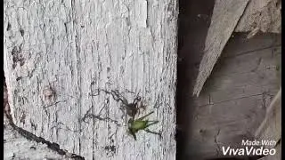 #Паук