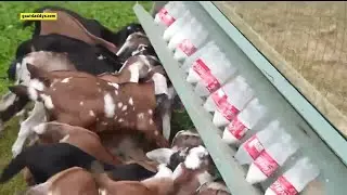 Watch as we feed adorable baby goats