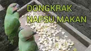 RACIKAN PAKAN BURUNG PARUH BENGKOK (Long-Tailed Parakeet)