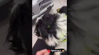 2 Микки приехал в новый Дом!