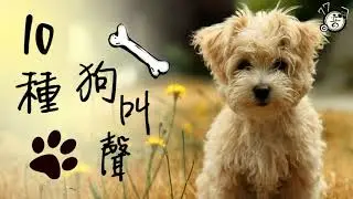 10 Dogs Barking 🐶│Dog Sound Effect｜DOGS BARKING sound effect｜Make your Cat or Dog Go Crazy