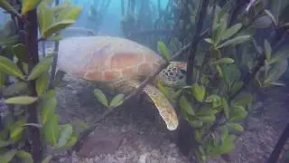 Great barrier Reef - the importance of Bio security