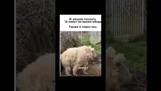 #memes