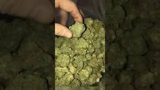 OVER A POUND OF WEED!