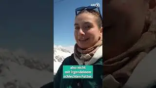 Vögel füttern auf über 3.500m 🦅🏔 | ARD Reisen #alpendohlen #alpen #schweiz #ardreisen