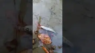 Пусть живëт