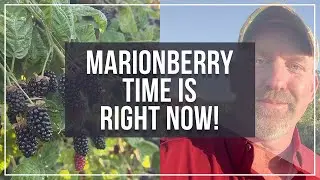 Get your marionberries before the heatwave in Oregon!