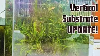 Update Aquascape Vertical Soil!  #aquascape #hijaurd