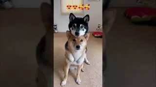 Cute Puppies #shorts #ytshorts #dogs #puppies #trendingshorts #youtubeshorts