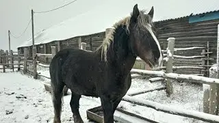 #жеребец