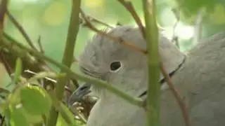 Nature: A pigeons love is disturbed  / Natuur: Nestelende duiven