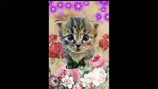 ПОЛИНА, С ДНЁМ РОЖДЕНИЯ ❤ 