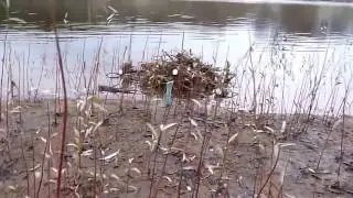 Заготовка корней дягиля