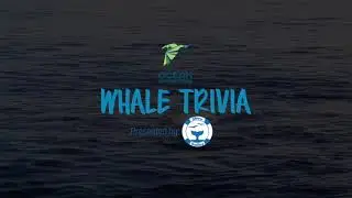 Whale Trivia Episode 3 | The Shore Buddies Show