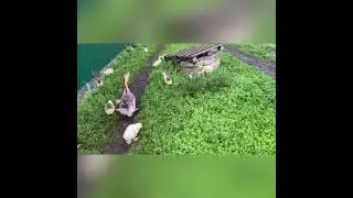 Гусыня с гусятами. Прогулка гусят. Как подросли за две недели гуси.