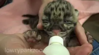 #TwoCute Clouded Leopard Cubs