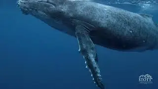 Another Day In Paradise: Hawaii's Fauna | Stott Real Estate, Inc.