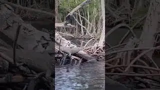 Step away from busy Miami &explore the waterways in a clear kayak! You might see crocodiles chillin!