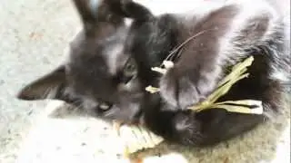 Cats!