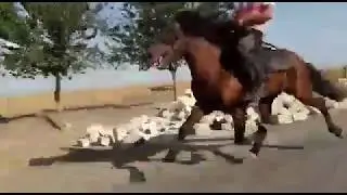 Yorga Atlar Keher “Celilabad” Gonderdi Qaqash