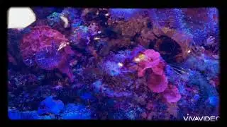 Морской аквариум с живыми кораллами, рыбками