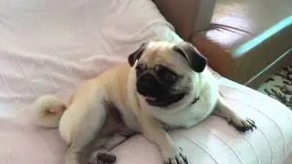 My Pug's Reaction to music