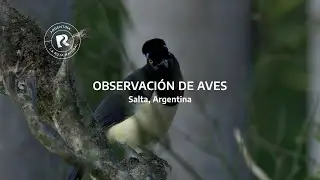 Observación de aves