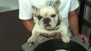 Приколы с животными. DJ Французский бульдог (DJ French bulldog)