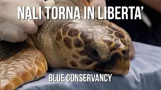 Nali torna in libertà - Centro Recupero Tartarughe Marine di Brancaleone - Blue Conservancy