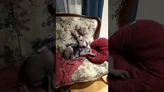 🙌 Вулкан добрался домой