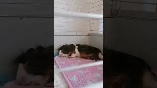 Смотри до конца! Это милота!!💗#свинкакася