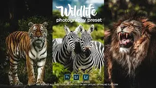 how to edit wildlife photos in photoshop-free preset