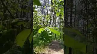Красота летнего утра