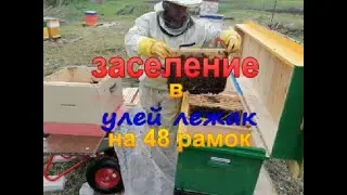 Populating a 48-frame sunbed hive