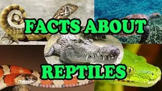 Facts about Reptiles - Science With Kids