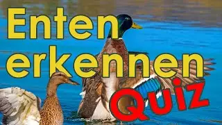 Enten Quiz - Enten Erkennen und Bestimmung Quiz