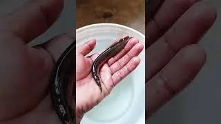 peacock eel/ spiny eel किसे कहते हैं ? 