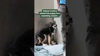 This Shelter Puppy was called 'VICIOUS' by his own family...😔 #adoptdontshop #dogs
