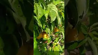 сорт сливы Светлана
