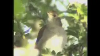 Nightingale singing Westleton Heath 2004