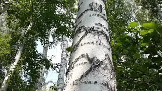 Русская берёза
