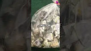 Man Walking His Dog Finds $100,000 Floating Down River - 